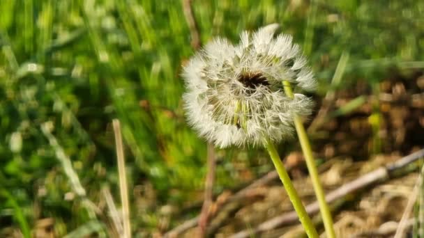 Pissenlit Dans Prairie Tôt Matin — Video