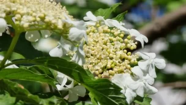 Flowering Viburnum White Flowers Green Bush Lit Sun — Stockvideo