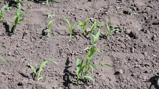 Field Corn Green Young Leaves Sway Wind Sunny Day — Stock video