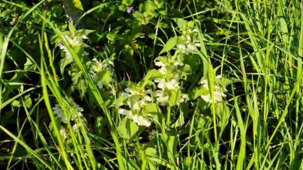 Lamb Nettle Deaf Nettle Perennial Herbaceous Plant Bright Sunny Day — Video Stock