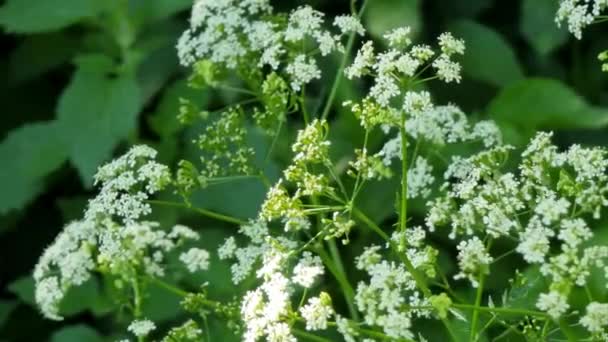 Küçük Beyaz Çiçekli Bir Bitki Konyum Maculatum Baldıran Otu Apiaceae — Stok video