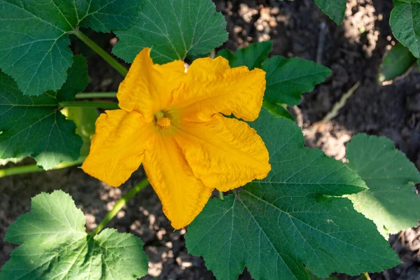 Large Yellow Zucchini Flower Garden Close — 图库照片