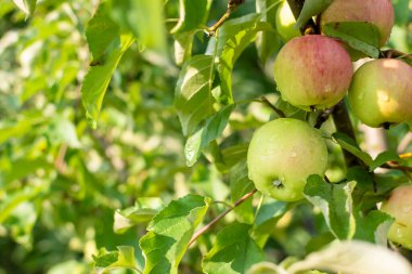 Apples are covered with raindrops in a summer morning garden with bokeh. Selective focus.