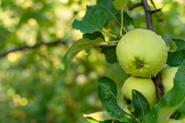 Apples in the garden on a branch in the morning garden after rain.