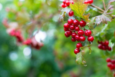Red viburnum in water drops after rain on a beautifully blurred background with bokeh.