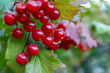 Wet red viburnum among reddened leaves. Early autumn. Berries close up. Selective focus.