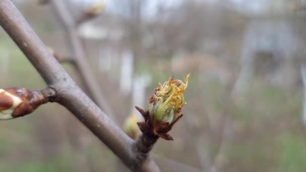Kis Fiatal Körtebimbók Közelről Egy Ágon Tavaszi Kertben — Stock videók