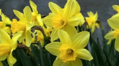 Sarı güzel nergisler bahçeye yakın çekim.