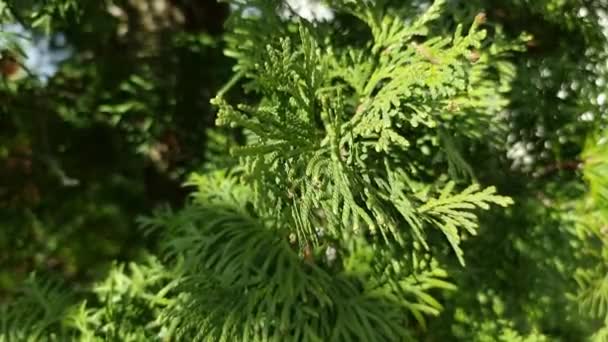 Thuja Conifere Sempreverde Lascia Primo Piano Sullo Sfondo — Video Stock