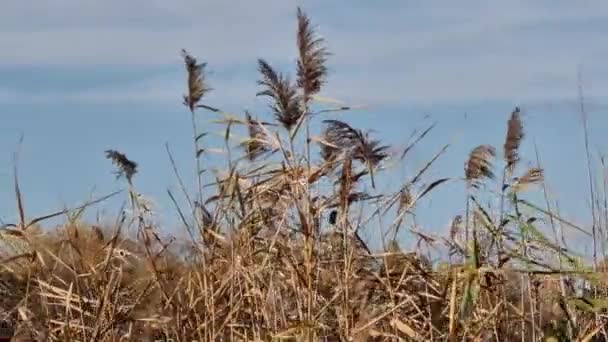 Rivier Droog Riet Zwaaiend Wind Herfst Tegen Een Blauwe Lucht — Stockvideo