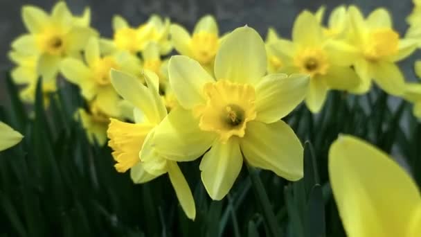 Żonkile Żółte Kwitnące Ogrodzie Bliska Temat Wiosny — Wideo stockowe