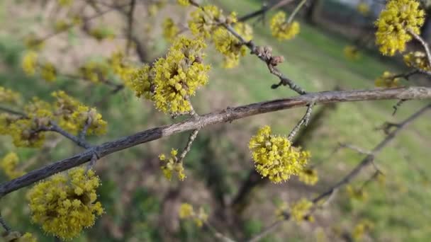 Желтые Цветы Догвуда Ветвях Весенняя Тема — стоковое видео