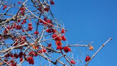 Mavi gökyüzüne karşı çalılıklarda kırmızı viburnum üzümü. Sonbaharın sonu.
