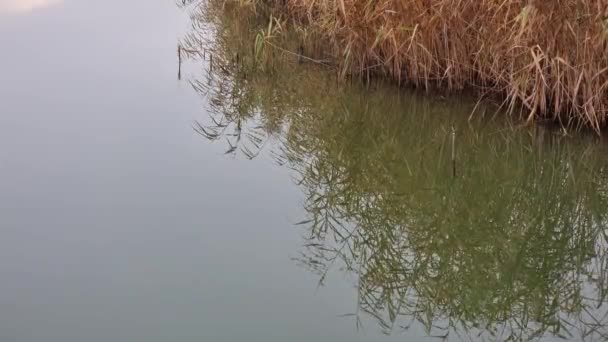 Reflejo Cañas Secas Agua Del Río Pequeñas Olas Clima Nublado — Vídeos de Stock
