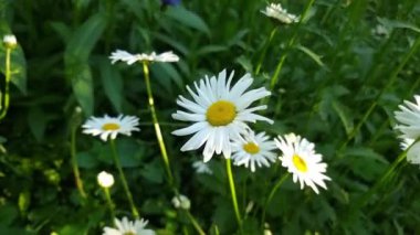 Bahçede beyaz papatyalar Sabah güneşi Ağaçların yapraklarının altında.