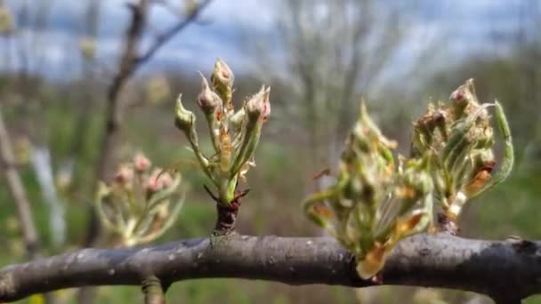 Pupeny Hruškovitých Květů Houpají Větvi Jarním Vánku — Stock video