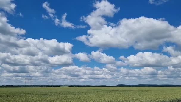 Сроки Плавания Облаков Над Полем Зеленой Пшеницы — стоковое видео