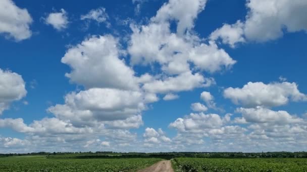 Плавающие Большие Облака Над Полем Молодых Подсолнухов Солнечный День Timelapse — стоковое видео