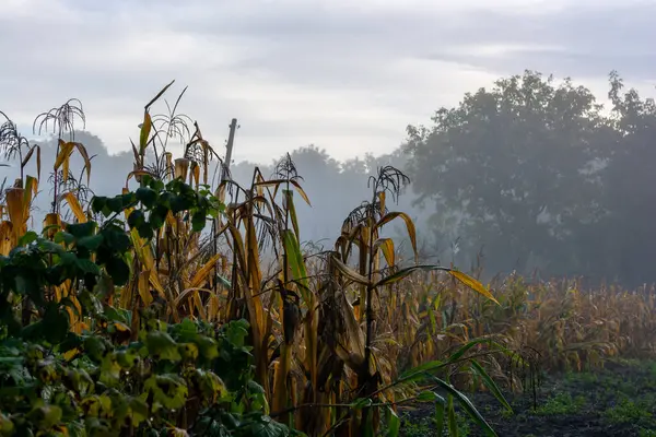 清晨雾蒙蒙的早晨 在蔬菜园里吃玉米 秋季主题 — 图库照片