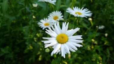 Yeşil bir bahçede büyük beyaz papatyalar. Sıcak yaz günü.