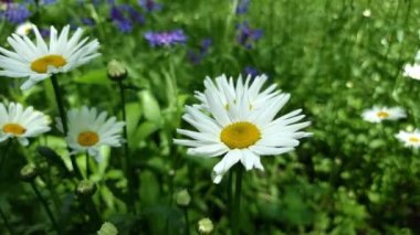 Çiçekli papatyalar hafif esintide sallanıyor. Yaz çiçekleri