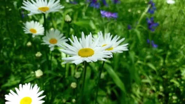 Marguerites Jardin Blanches Fleurs Fleurs Été — Video