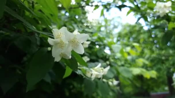Krzew Kwitnącego Białego Jaśminu Tle Małego Bokeh — Wideo stockowe