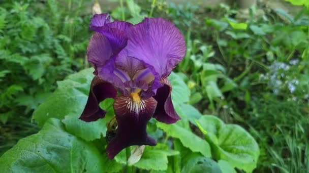 Fioletowy Duży Kwiat Iris Ogrodzie Letnim Zbliżenie — Wideo stockowe