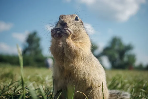 Funny Gopher Park Tatyshev Island Krasnoyarsk — Stock Photo, Image