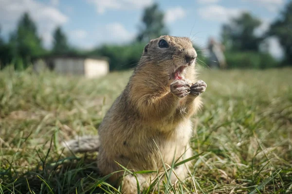 Funny Gopher Park Tatyshev Island Krasnoyarsk — Stock Photo, Image