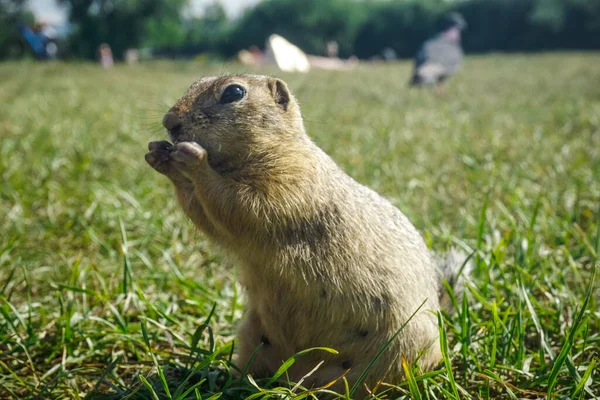 Funny Gopher Park Tatyshev Island Krasnoyarsk — Stock Photo, Image