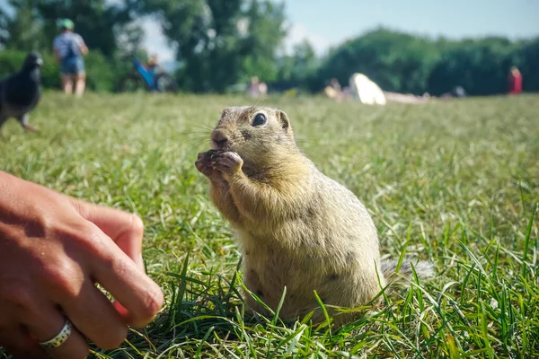 Funny Gopher Park Tatyshev Island Krasnoyarsk — Stock Photo, Image