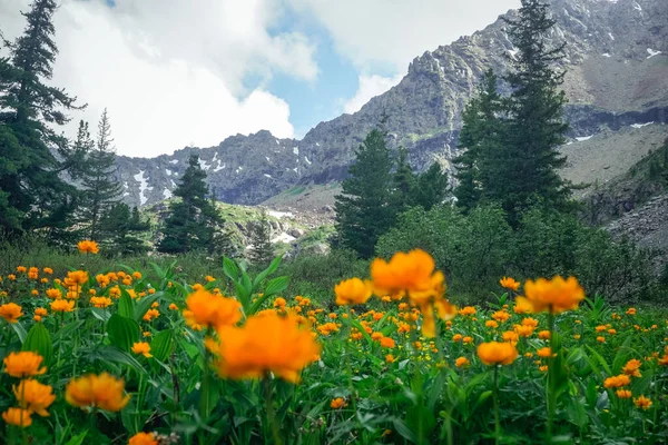 Красивые Горные Цветы Сибирских Горах Саяны — стоковое фото