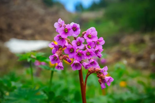 Krásné Horské Květiny Sibiřských Horách Sayans — Stock fotografie