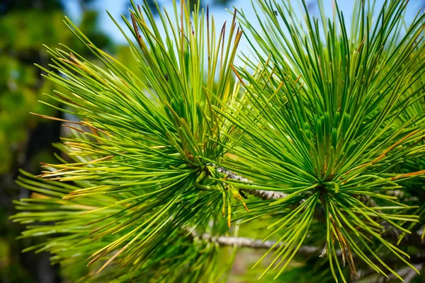 松の枝に鮮やかな緑の針 — ストック写真