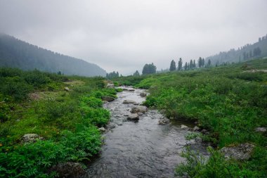 Ergaki doğal parkının taygasında bir dere.
