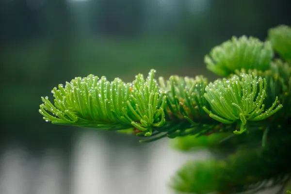 Bright Green Needles Pine Branch — Stock Photo, Image