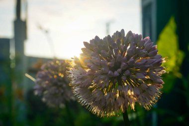 Güneş ışınlarında açan güzel soğan