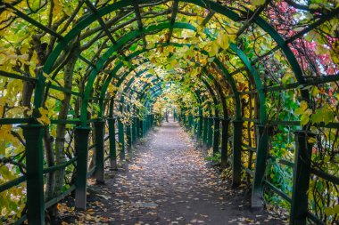 St. Petersburg 'daki Büyük Peterhof Sarayı' nda sonbahar sokağı.