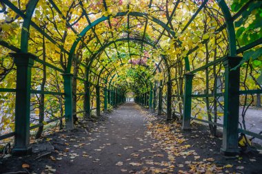 St. Petersburg 'daki Büyük Peterhof Sarayı' nda sonbahar sokağı.
