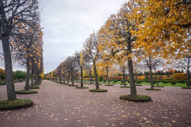 St. Petersburg 'daki Büyük Peterhof Sarayı' nda sonbahar sokağı.