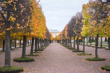 St. Petersburg 'daki Büyük Peterhof Sarayı' nda sonbahar sokağı.