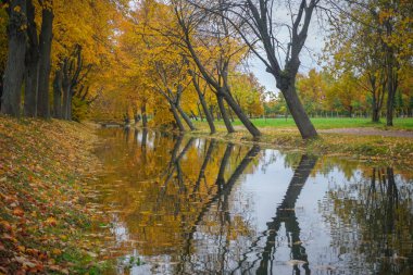 Sonbaharda Peterhof Sarayı 'nın parkında su kanalı