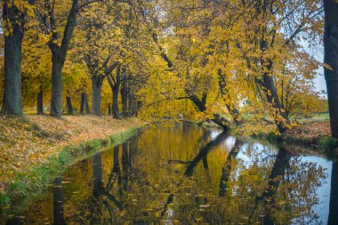 Sonbaharda Peterhof Sarayı 'nın parkında su kanalı