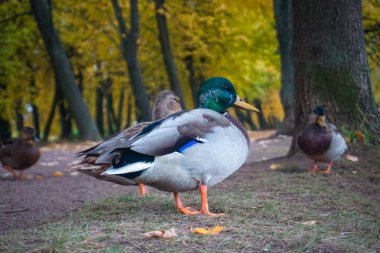 Rusya 'da St Petersburg' daki sonbahar parkında ördekler