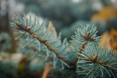 Sonbaharda yaprakları dökülen kozalaklı ağaç.