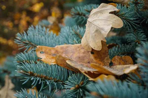 Naaldboom Met Herfstbladeren Herfst — Stockfoto