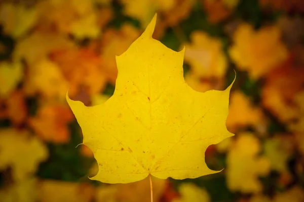 Piękny Złoty Liść Klonu Parku — Zdjęcie stockowe