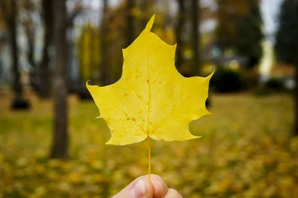 Piękny Złoty Liść Klonu Parku — Zdjęcie stockowe