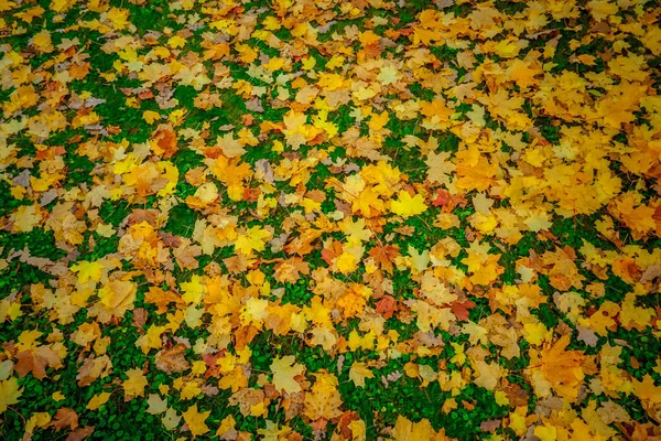 Gevallen Gele Bladeren Groen Gras Herfst Sint Petersburg — Stockfoto